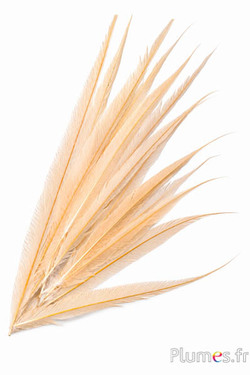 Fagiano dorato - sbiancato - 65-75 cm - crema